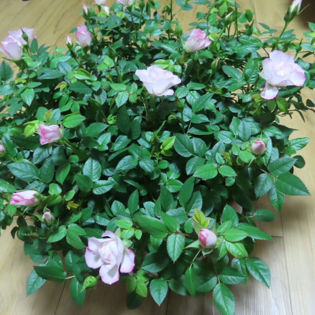 実際に届いたミニバラ鉢植え全体の俯瞰写真。ピンクの蕾と開花が同時に見えており、葉量も多くボリューム感のある状態が分かる。