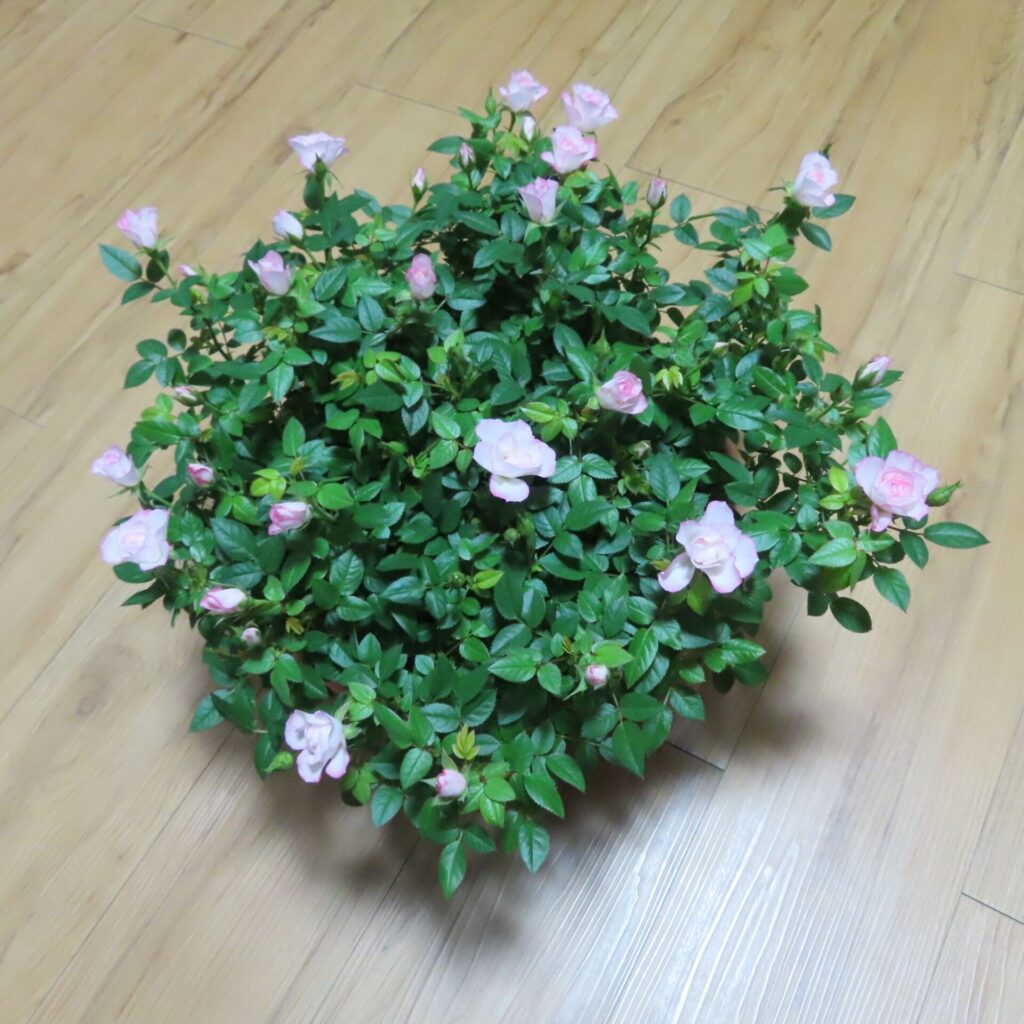 届いたミニバラ鉢植えの全体俯瞰写真。淡いピンクの花と蕾が多数付き、茂ったグリーンが放射状に広がる様子が分かる。