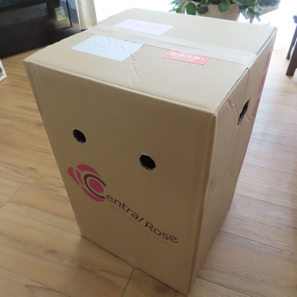 HitoHanaのミニバラ10号サイズ鉢が余裕を持って収まる大型ダンボール梱包を室内で撮影