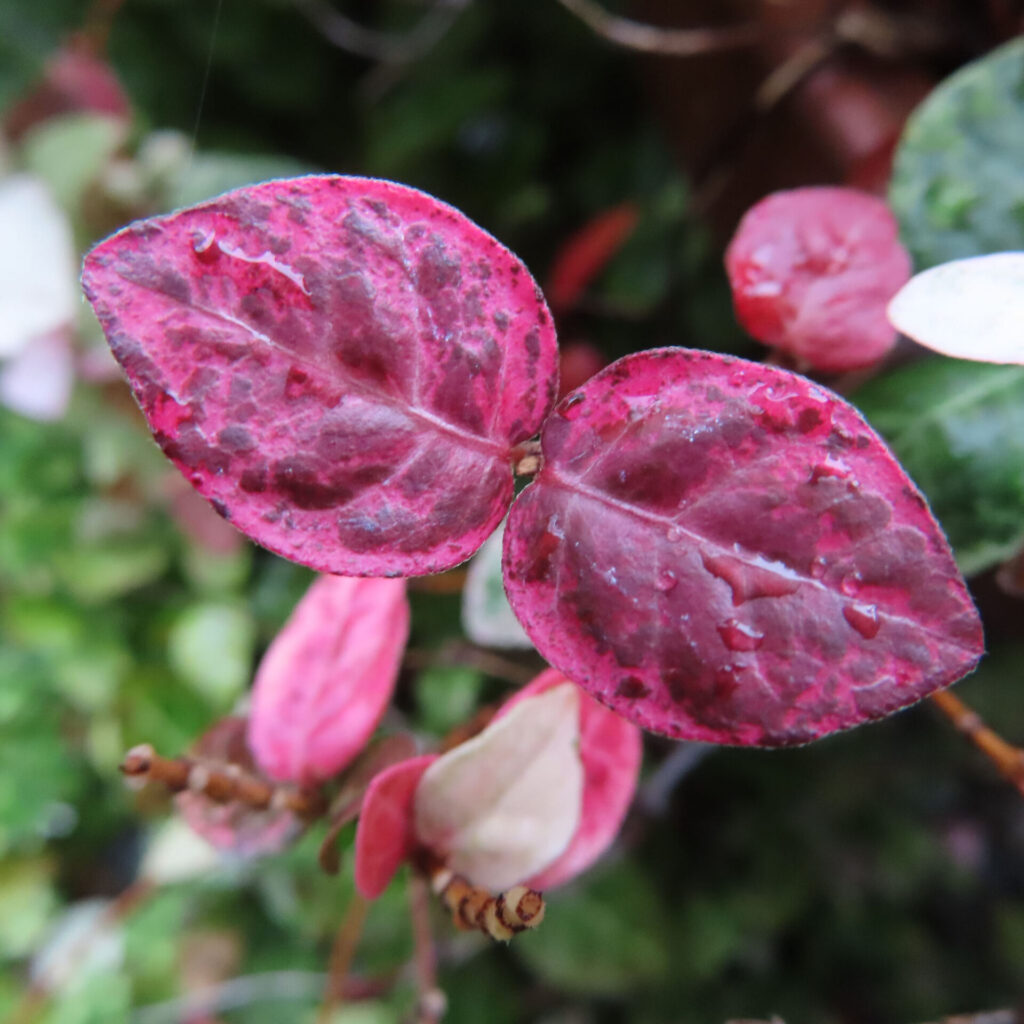 日本で秋にハツユキカズラの葉がピンク色に色づいています