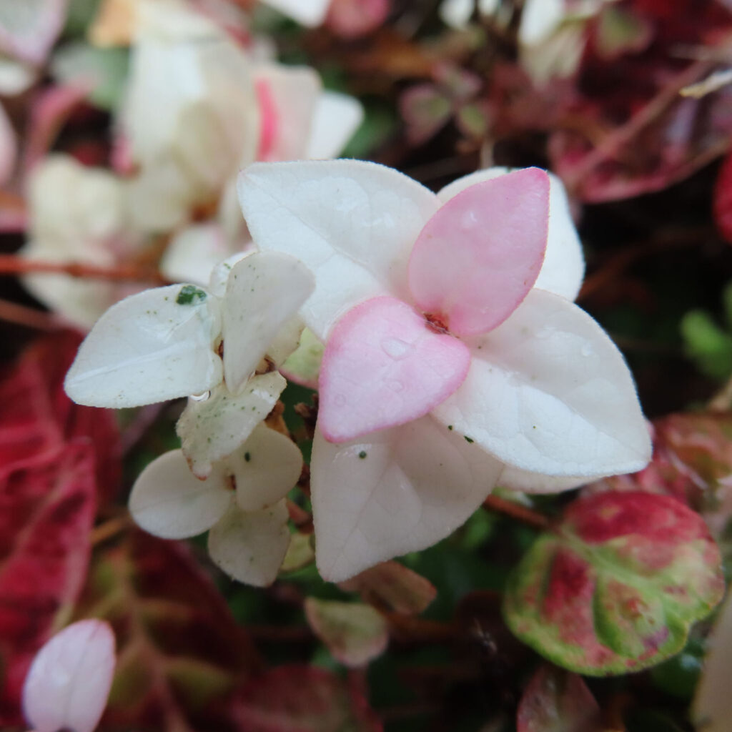 日本で秋にハツユキカズラの白い葉が淡いピンク色に色づいています