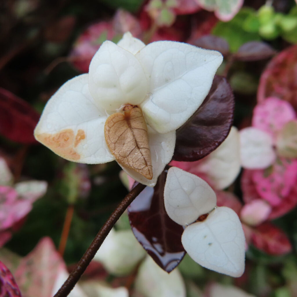 日本で秋にハツユキカズラの白い葉が茶色く変色しています