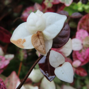 日本で秋にハツユキカズラの白い葉が茶色く変色しています