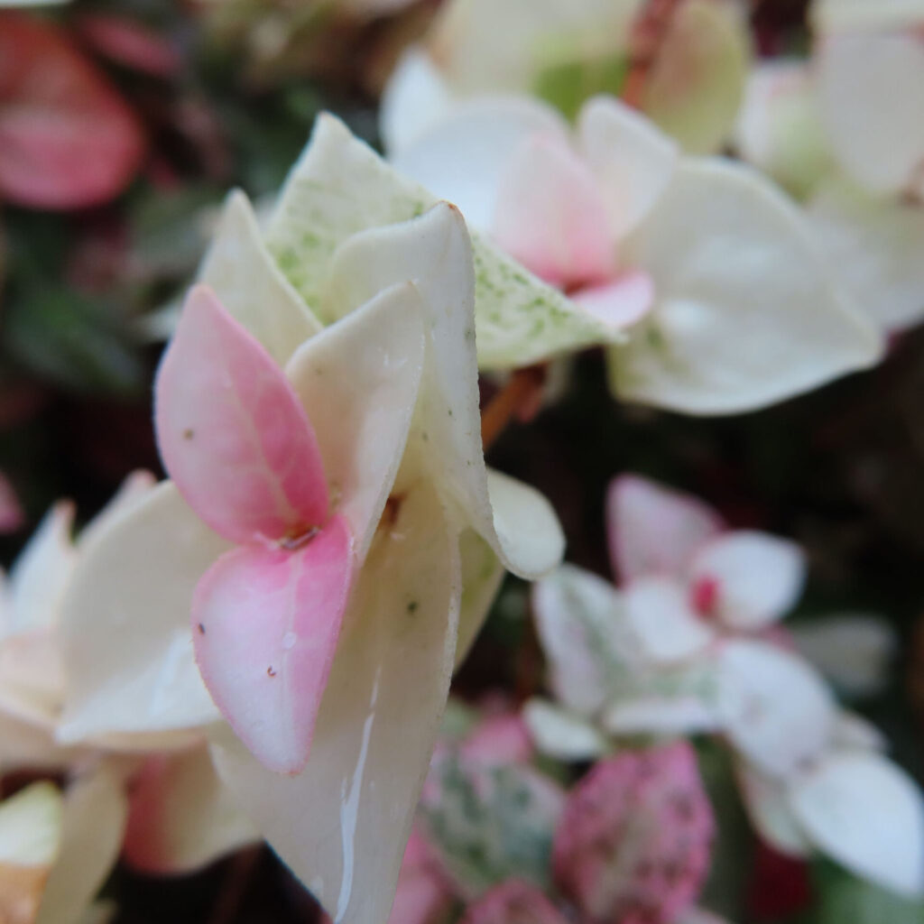 日本で秋にハツユキカズラの白い葉が淡いピンク色に染まっています