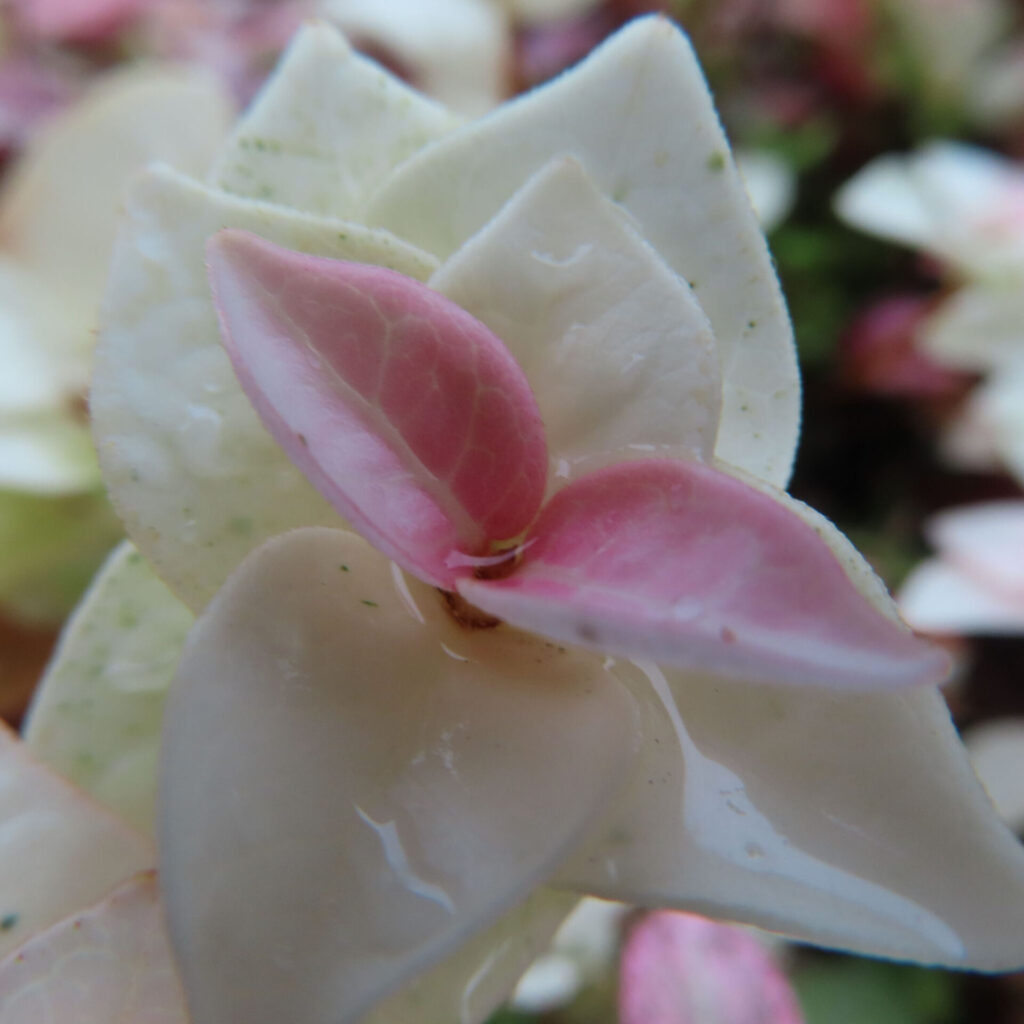 日本で秋にハツユキカズラの白い葉の中心が鮮やかなピンク色に染まっています