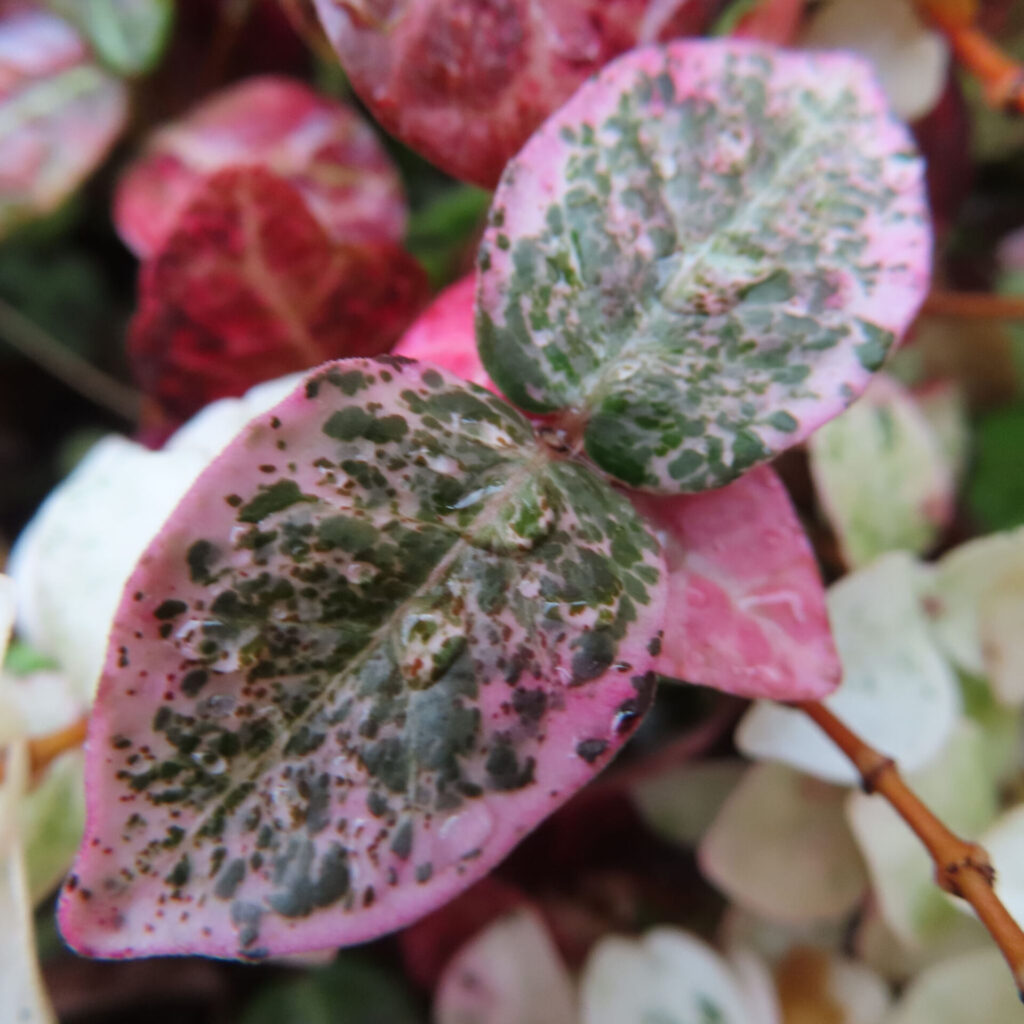 日本で秋にハツユキカズラのピンクと緑の斑入りの葉が色づいています