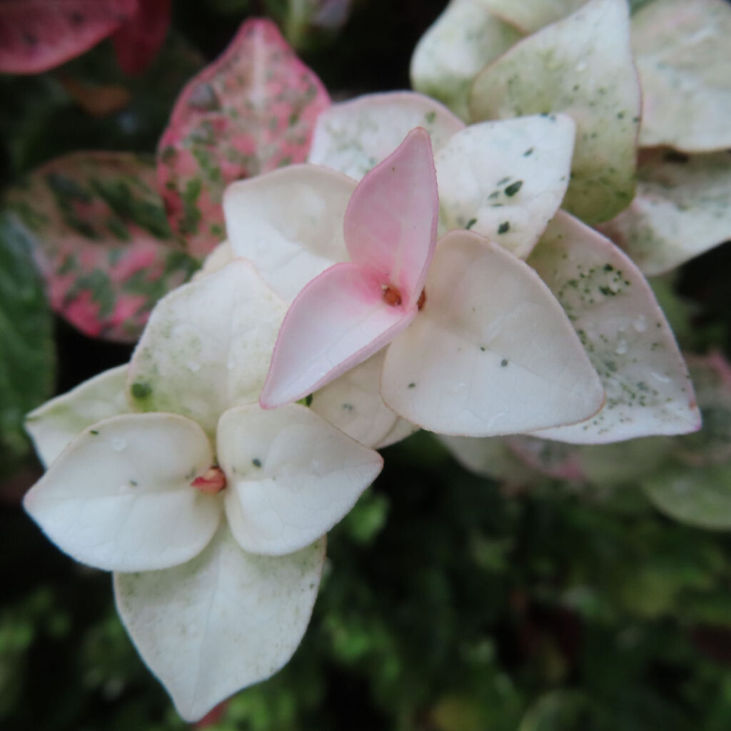 日本で秋にハツユキカズラの白い葉が淡いピンク色に染まっています