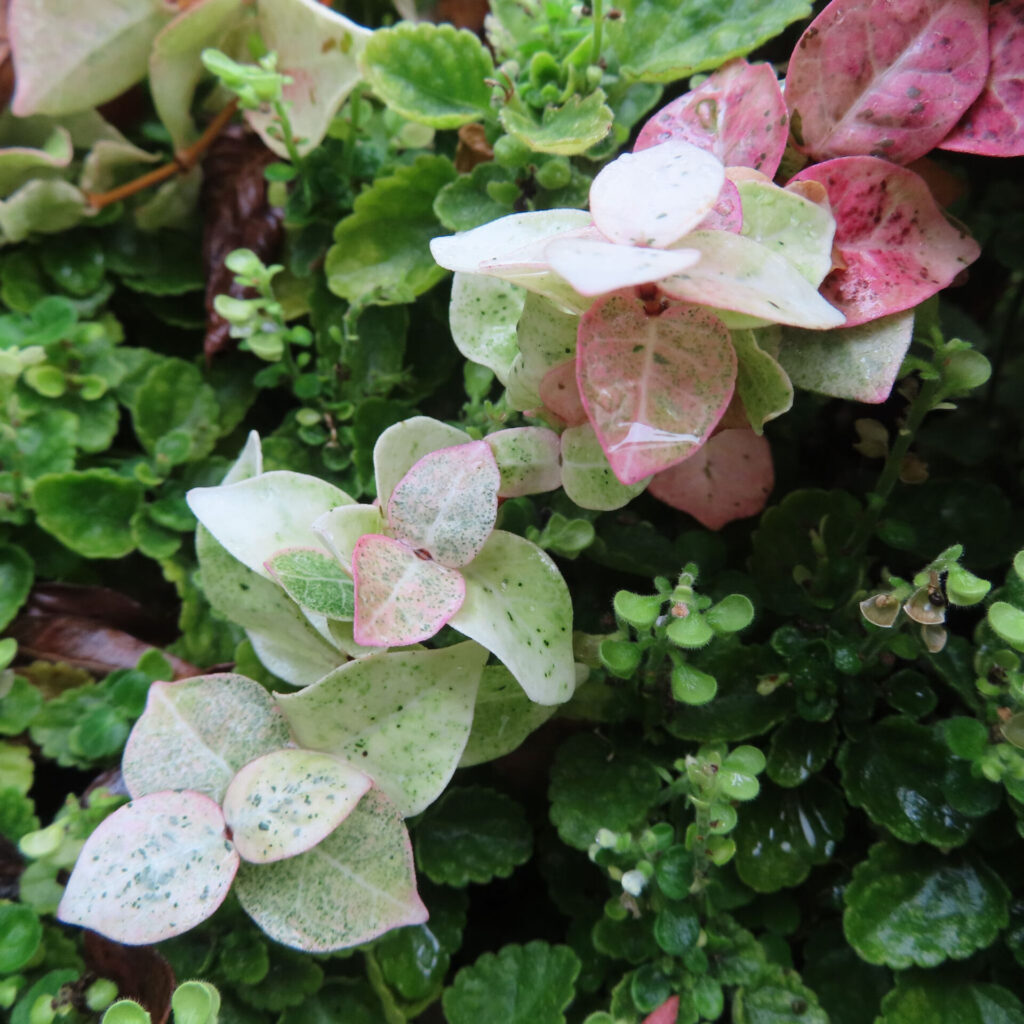 日本で秋にハツユキカズラが淡いピンク色に染まり群生しています