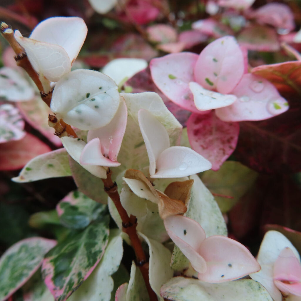 日本で秋にハツユキカズラの白い葉が淡いピンク色の新芽を付けながら伸びています