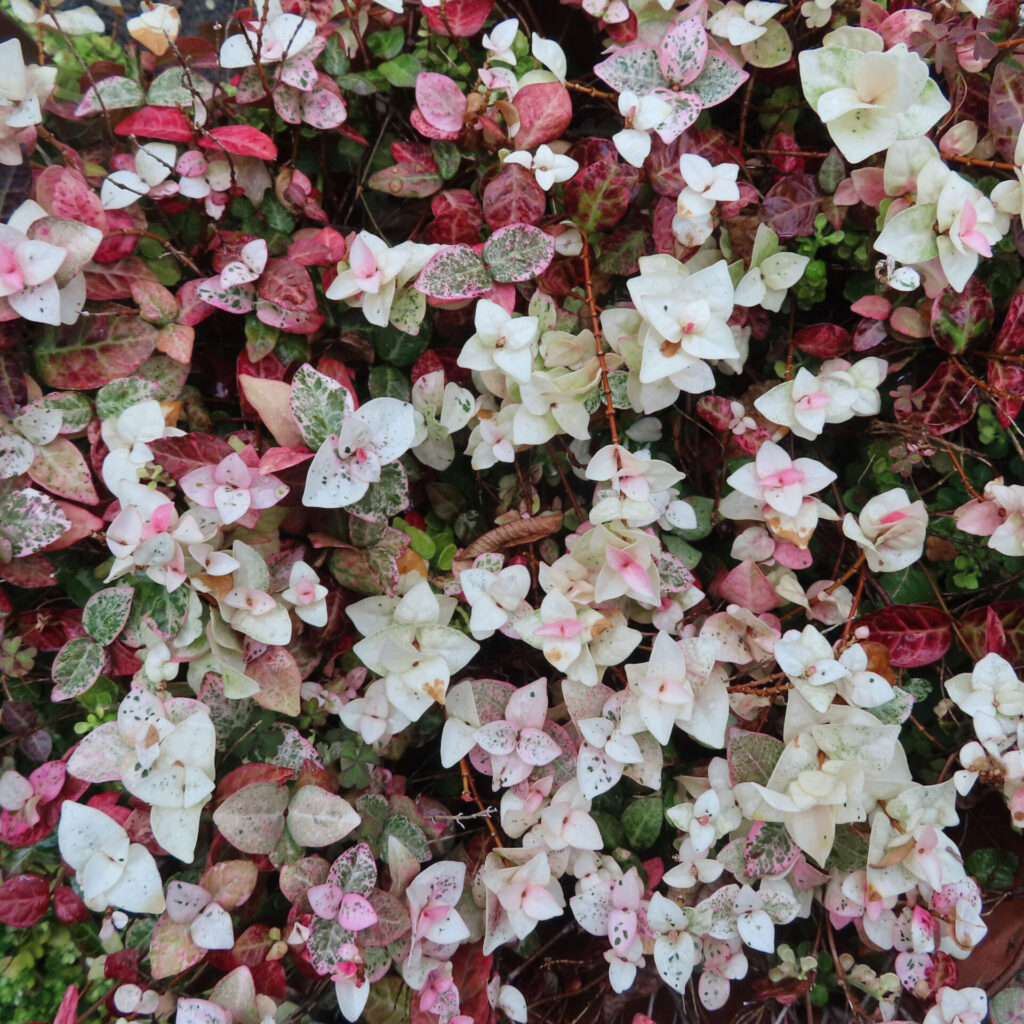 日本で秋にハツユキカズラの白と淡いピンク色の葉が一面に群生しています