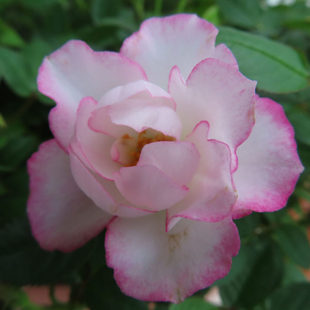 ヒトハナで届いたピンクのミニバラの花を正面から接写した写真