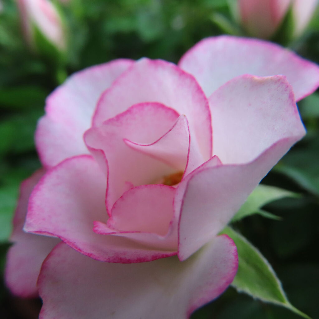 ヒトハナで届いたピンクのミニバラの花を横方向からアップで撮影した写真