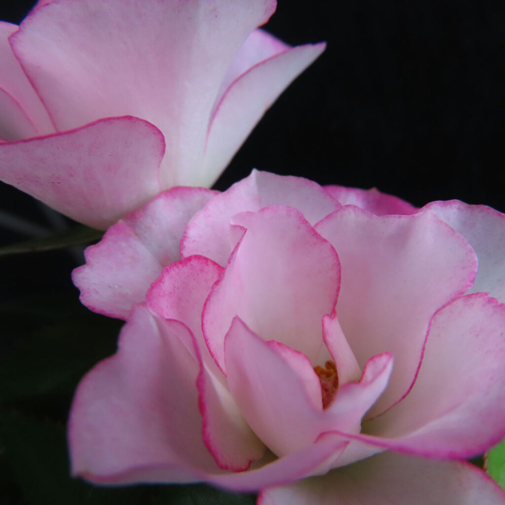 ヒトハナで届いたピンクのミニバラの花を光の当たり方を変えて立体的に撮った写真