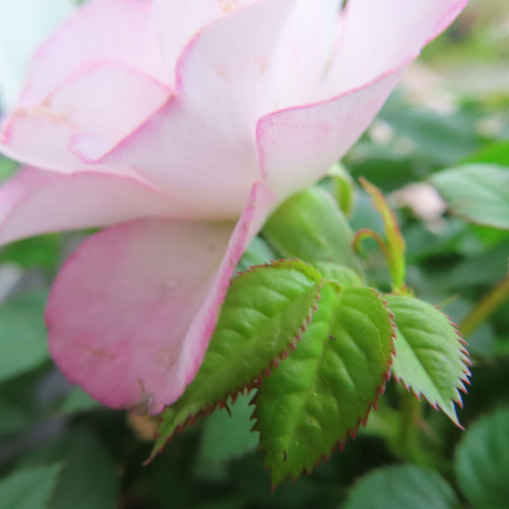 ヒトハナで届いたピンクのミニバラの花びらの縁と萼周辺をクローズアップした写真