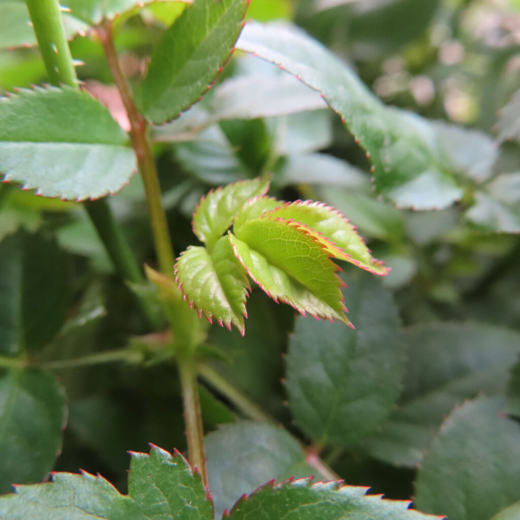 ヒトハナで届いたピンクのミニバラの新芽と葉先の赤みを接写した写真