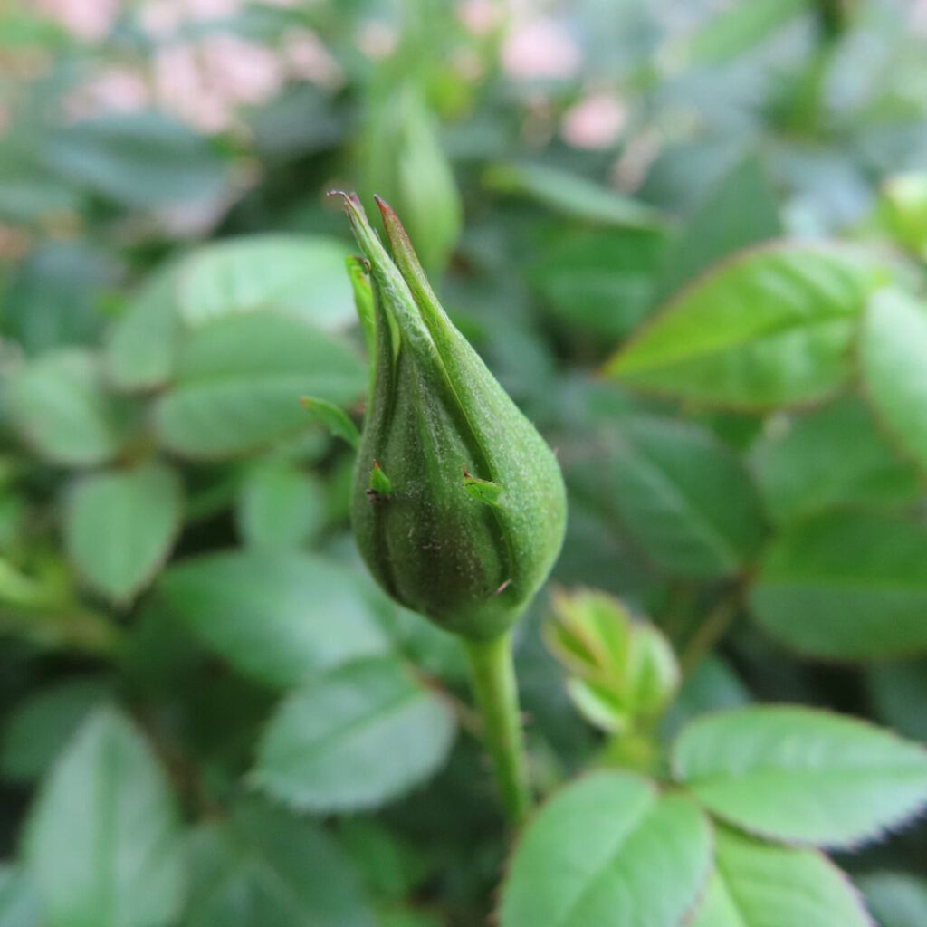 ヒトハナで届いたピンクのミニバラの蕾がまだ固い状態をアップで撮影した写真