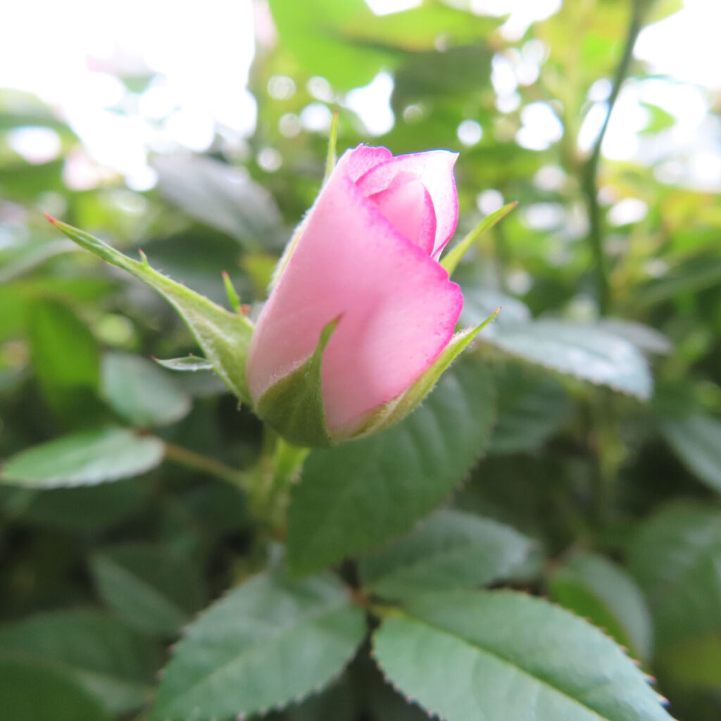 ヒトハナで届いたピンクのミニバラの蕾が少し色づき始めた様子を撮影した写真