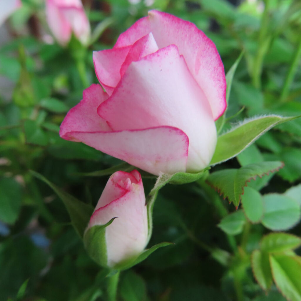 ヒトハナで届いたピンクのミニバラで親子の蕾が並んでいる様子を撮影した写真