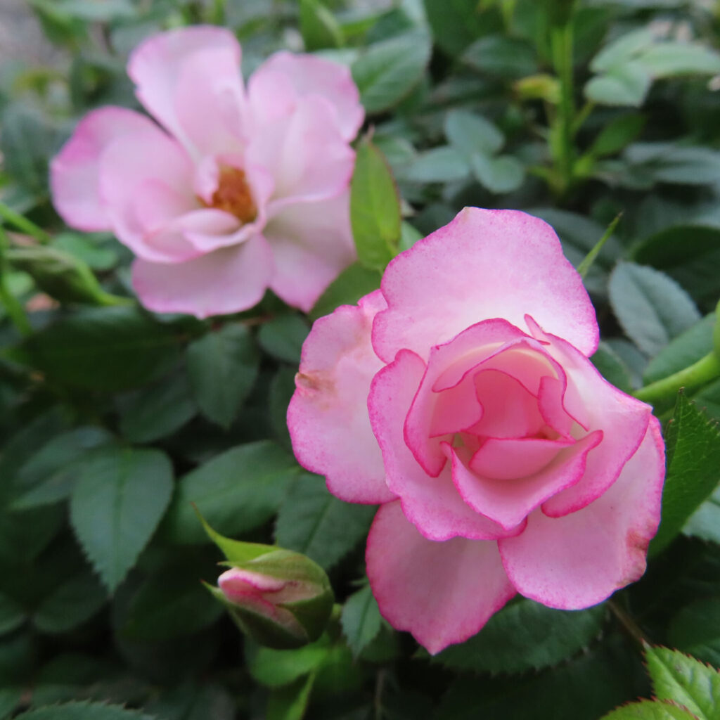 ヒトハナで届いたピンクのミニバラの咲き始めと満開の花を対比で撮った写真