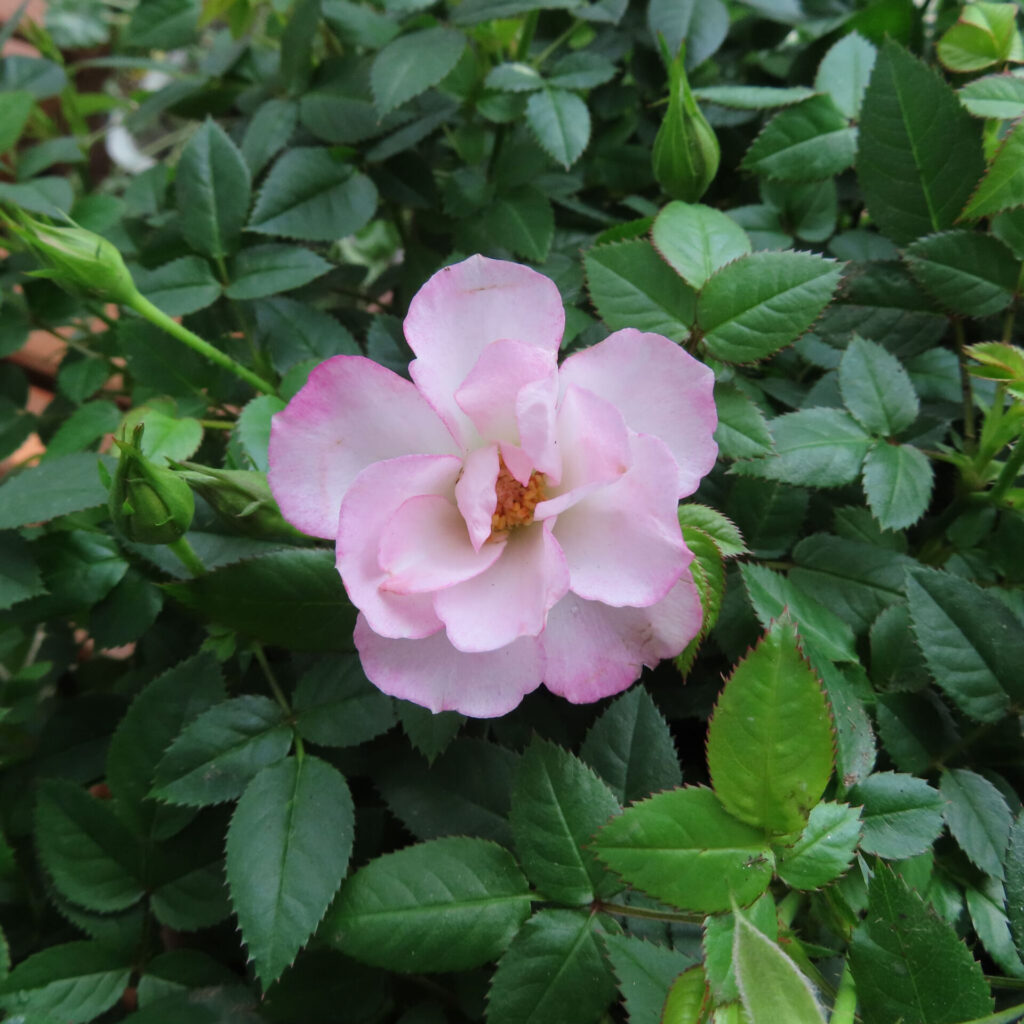 ヒトハナで届いたピンクのミニバラの株全体と開花の様子を上から撮影した写真