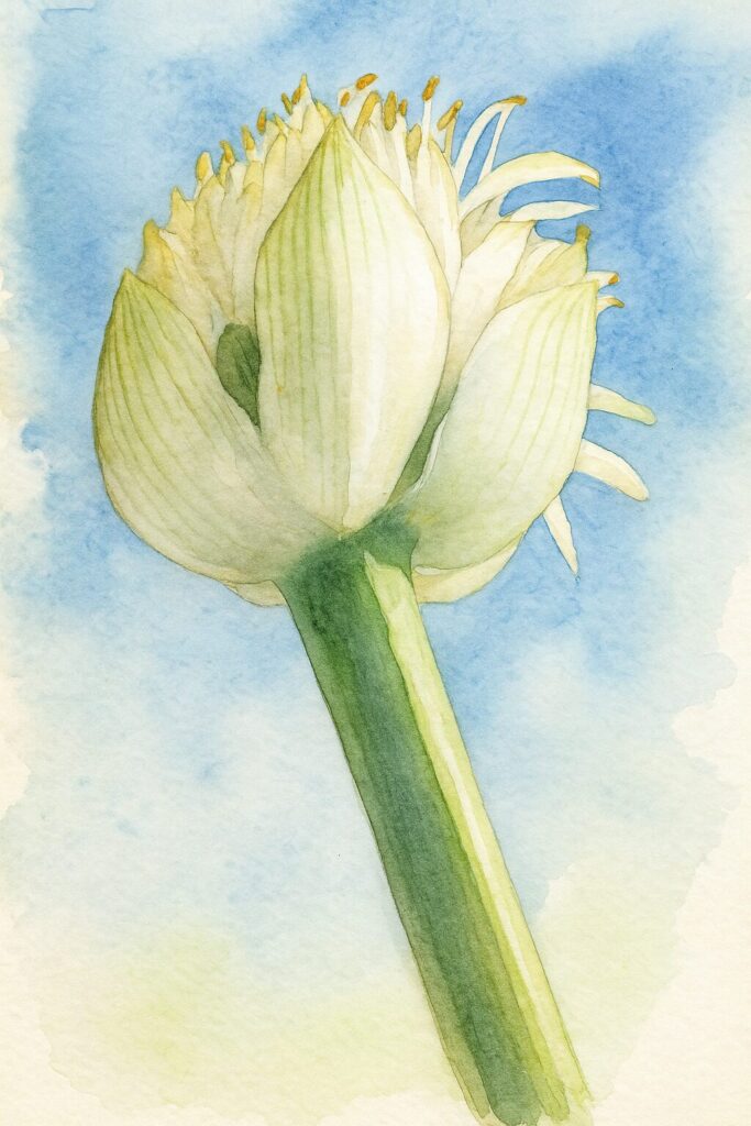 青空を背景にマユハケオモトを水彩画風に描いた植物イラスト｜白い花と細い緑色の茎が印象的なボタニカルアート
