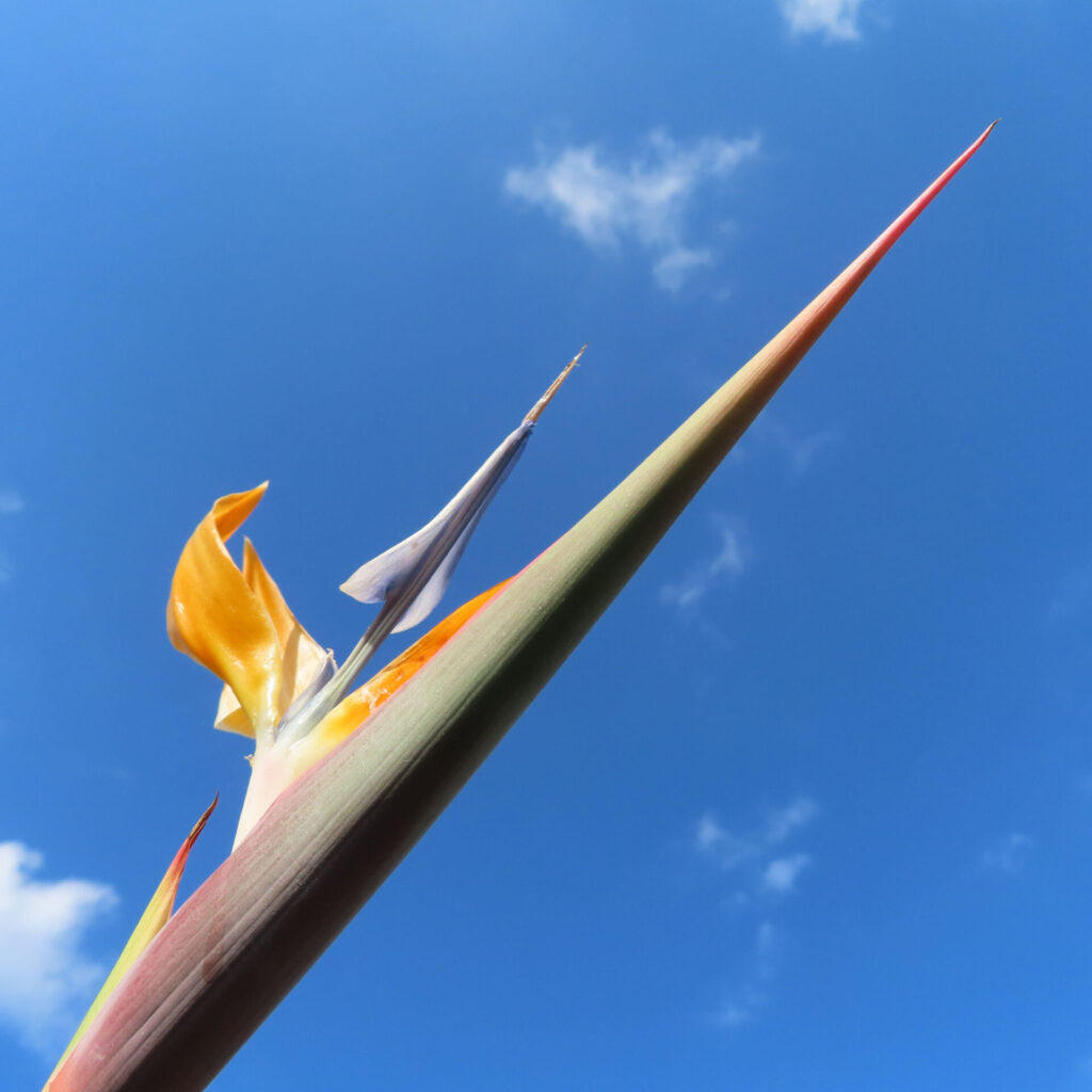 青空を背景に伸びるストレリチアのつぼみと花びらをローアングルで撮影した写真