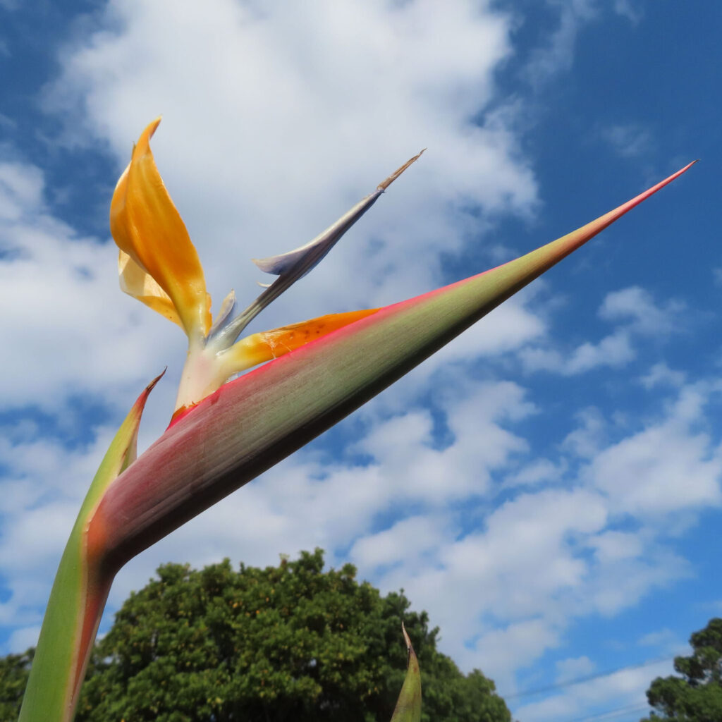 青空を背景にストレリチアの花をローアングルで撮影した写真