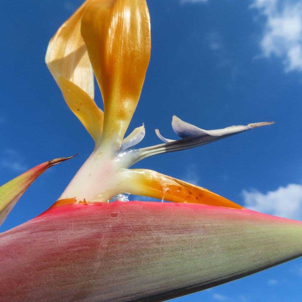 青空を背景にストレリチアの花をクローズアップで撮影した写真