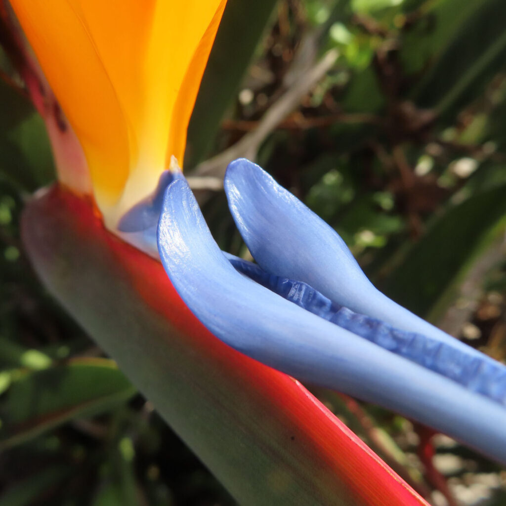 ストレリチアの青い副花冠とオレンジの花びらをクローズアップで撮影した写真