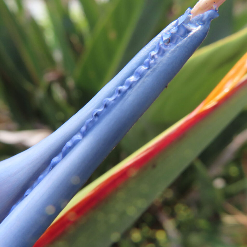 ストレリチアの青い副花冠と赤い苞を接写した写真