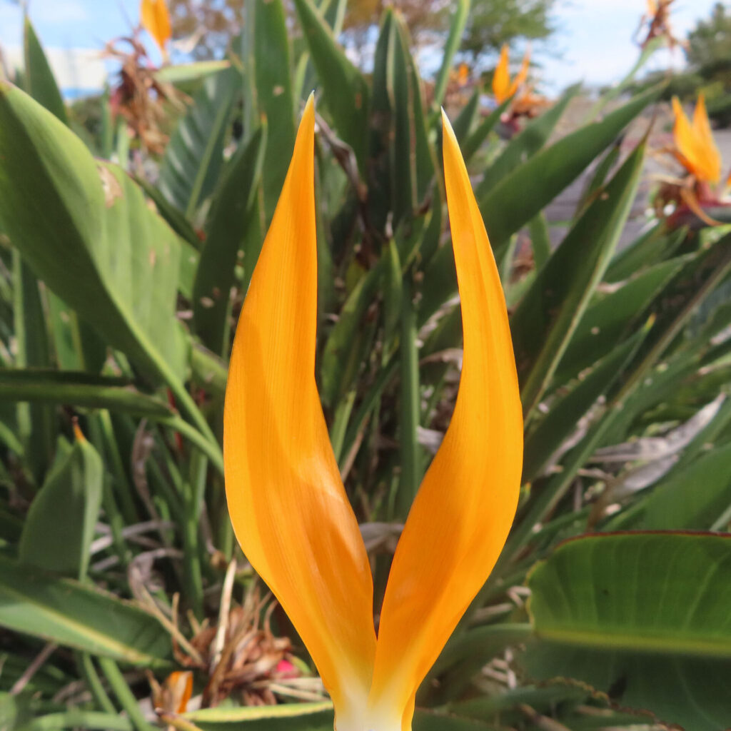 ストレリチアのオレンジ色の花弁を正面から撮影した写真