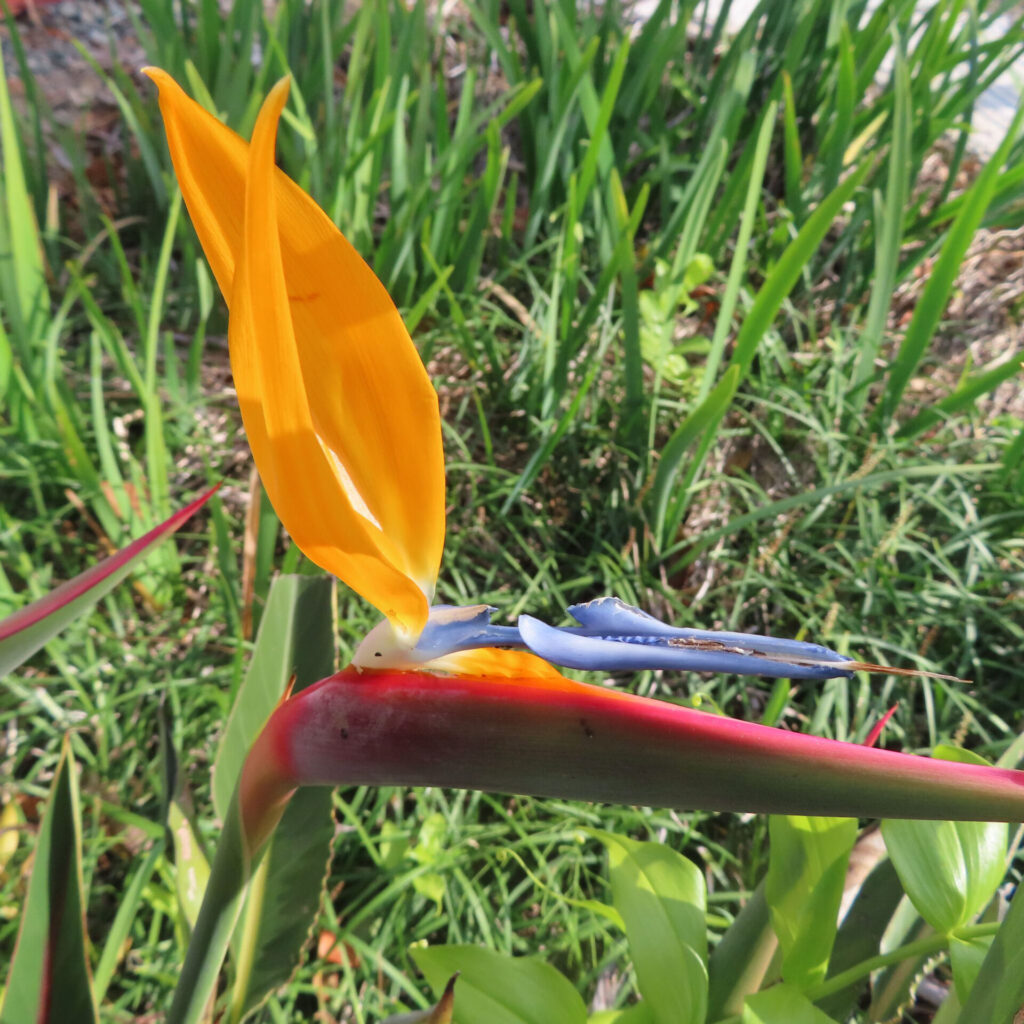 ストレリチアの花を横から撮影し背景に草が広がる写真