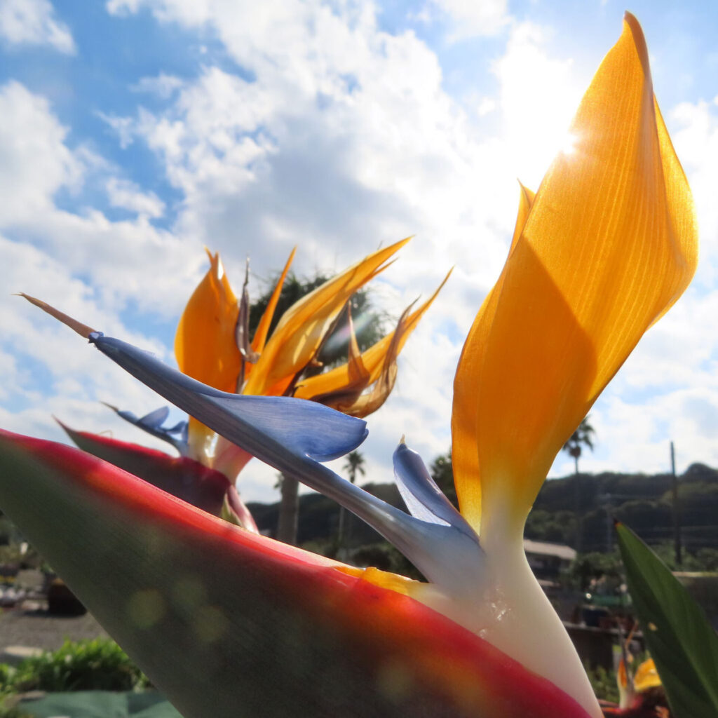 逆光の中でストレリチアの花を横から撮影した写真