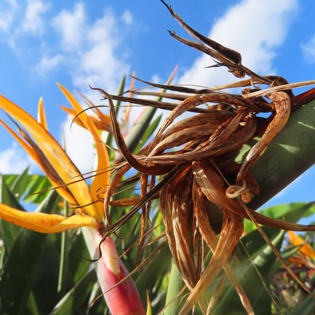 ストレリチアの枯れた花殻と咲いている花を青空背景で撮影した写真