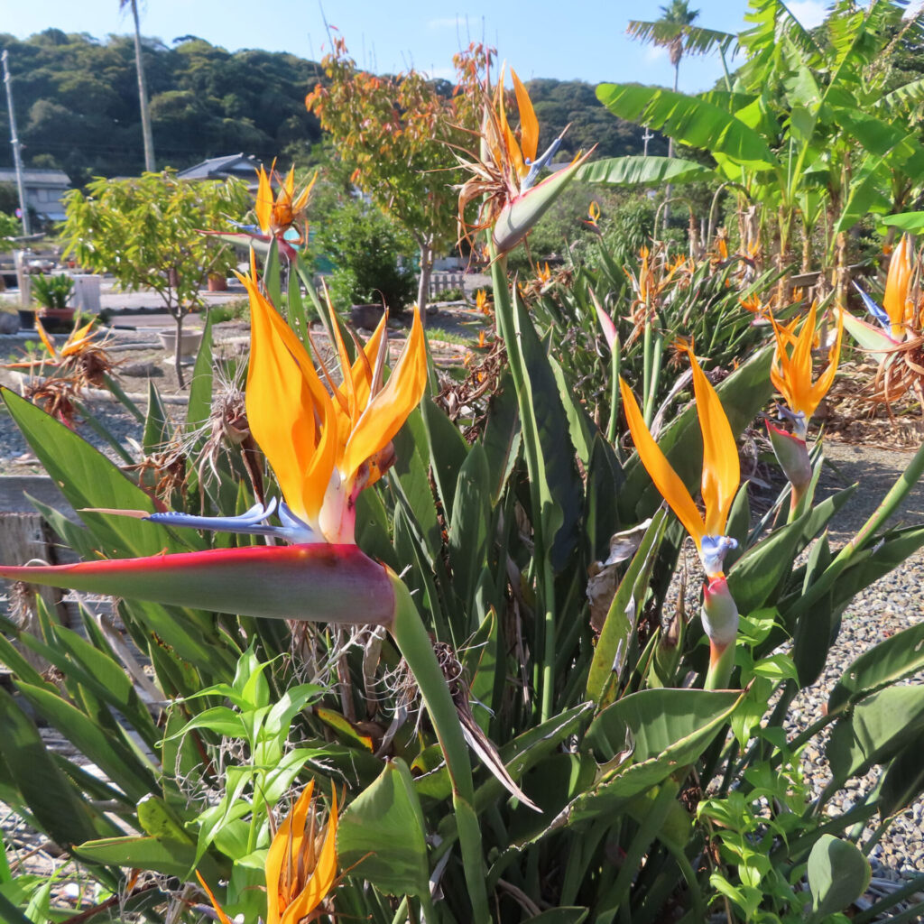庭で群生するストレリチアの花を明るい日差しの下で撮影した写真