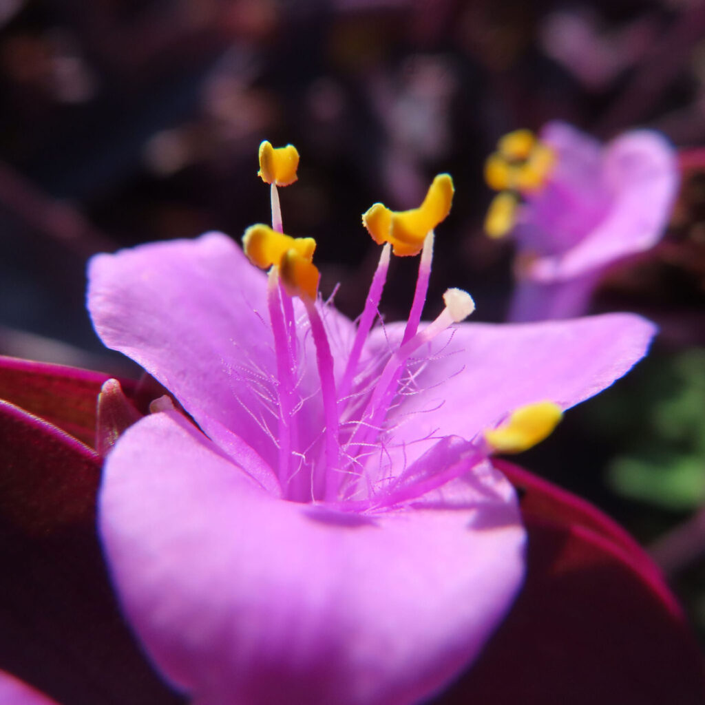 ムラサキゴテン（トラデスカンチア・パリダ）の花をマクロ撮影した写真。紫色の花弁の中央から伸びる繊細な雄しべと、先端の黄色い葯をクローズアップで捉えた構図