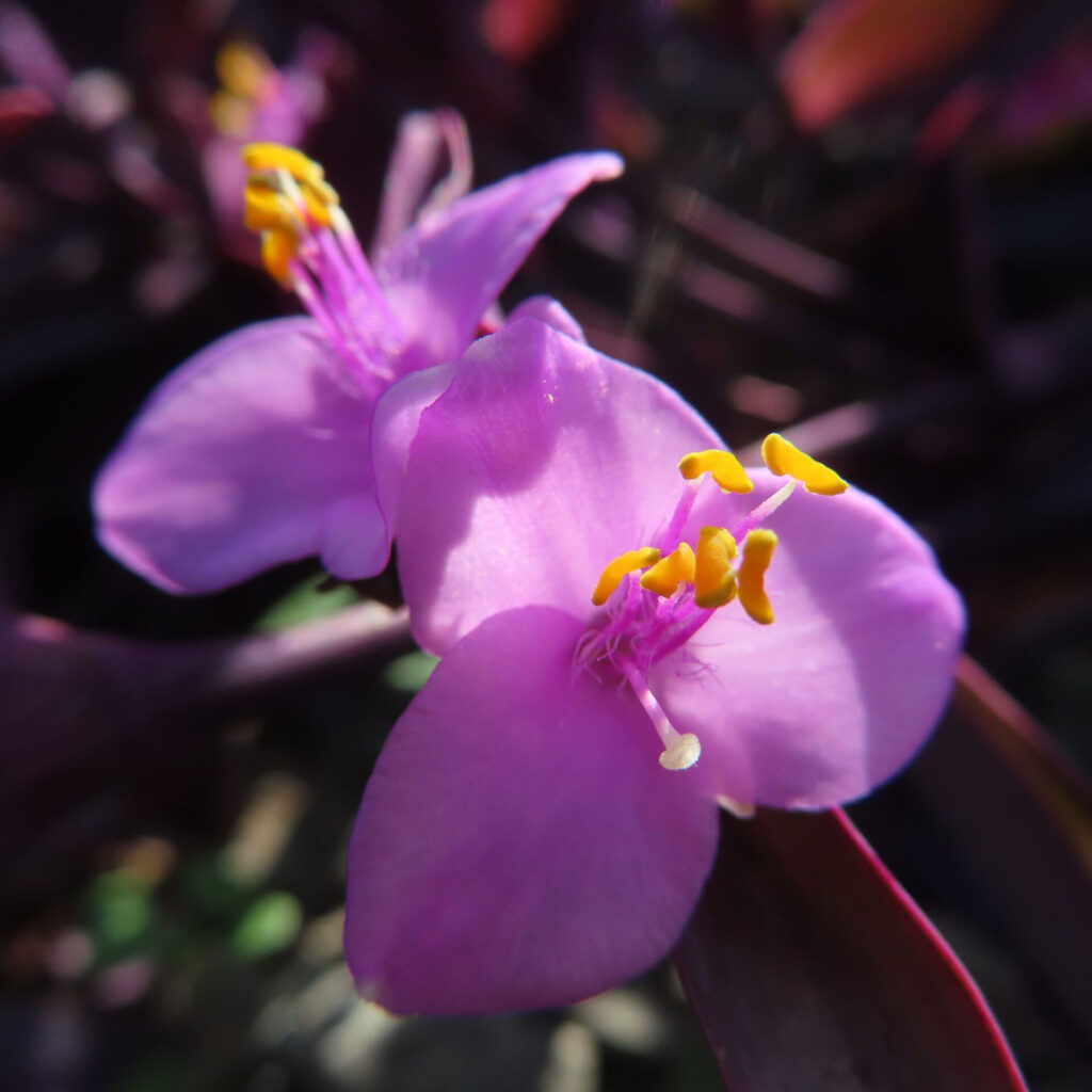 ムラサキゴテン（トラデスカンチア・パリダ）の花を斜めから撮影したマクロ写真。紫色の花弁が重なり合い、中央に伸びる雄しべと黄色い葯が光を受けて際立つ自然な構図