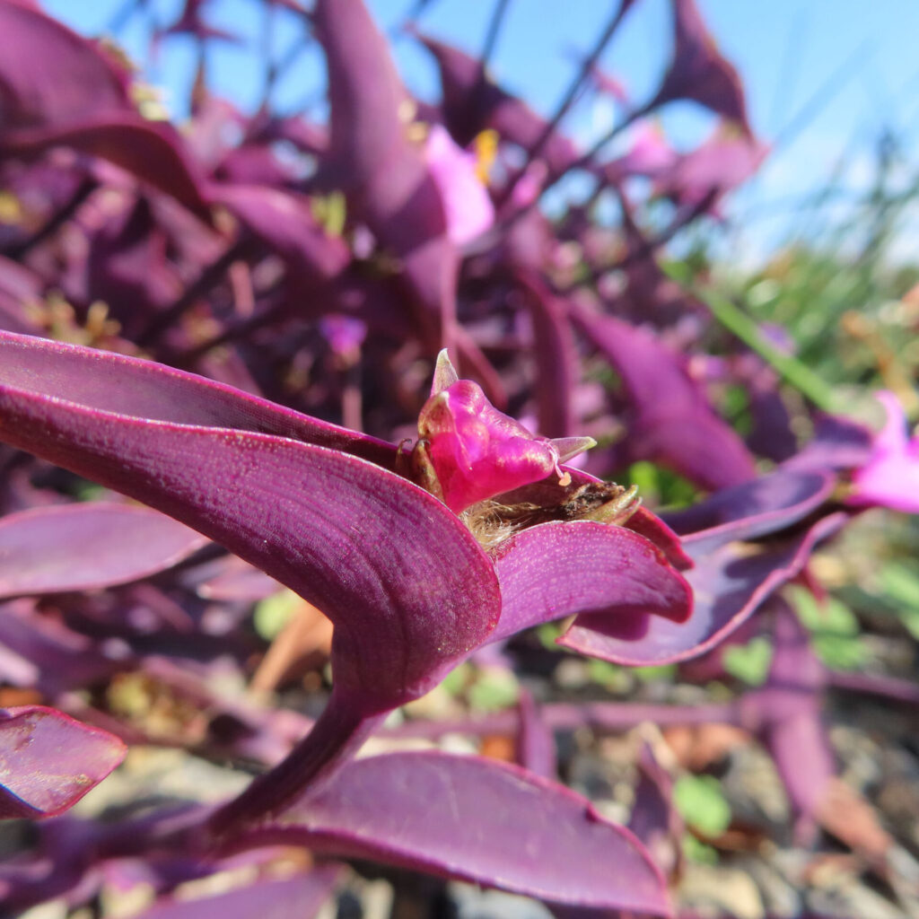 ムラサキゴテン（トラデスカンチア・パリダ）の花芽をクローズアップで撮影した写真。紫色の細長い葉に包まれた濃いピンク色のつぼみを、背景の群生をぼかして捉えた構図