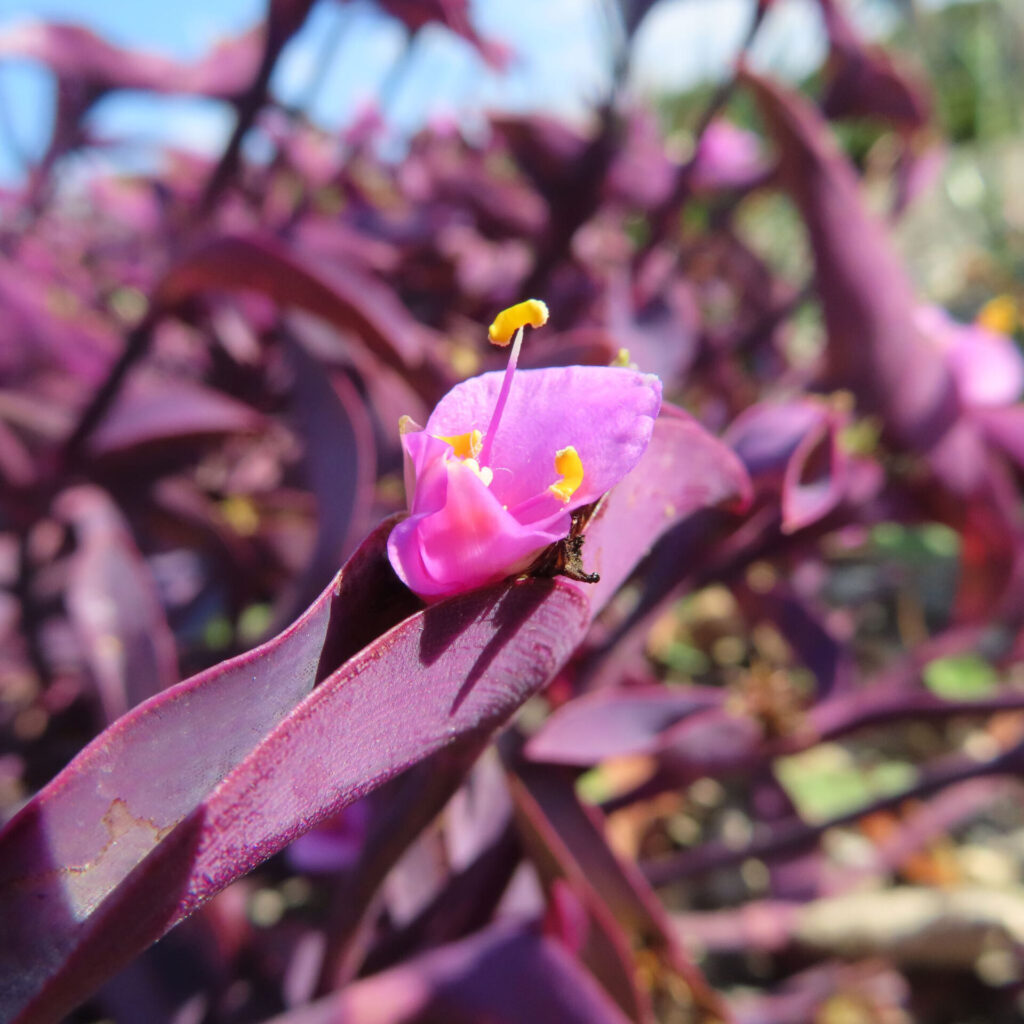 ムラサキゴテン（トラデスカンチア・パリダ）の花をマクロ撮影した写真。紫色の細長い葉の上に咲く淡紫色の花と、中央に伸びる雄しべの黄色い葯を背景ぼかしで強調した構図