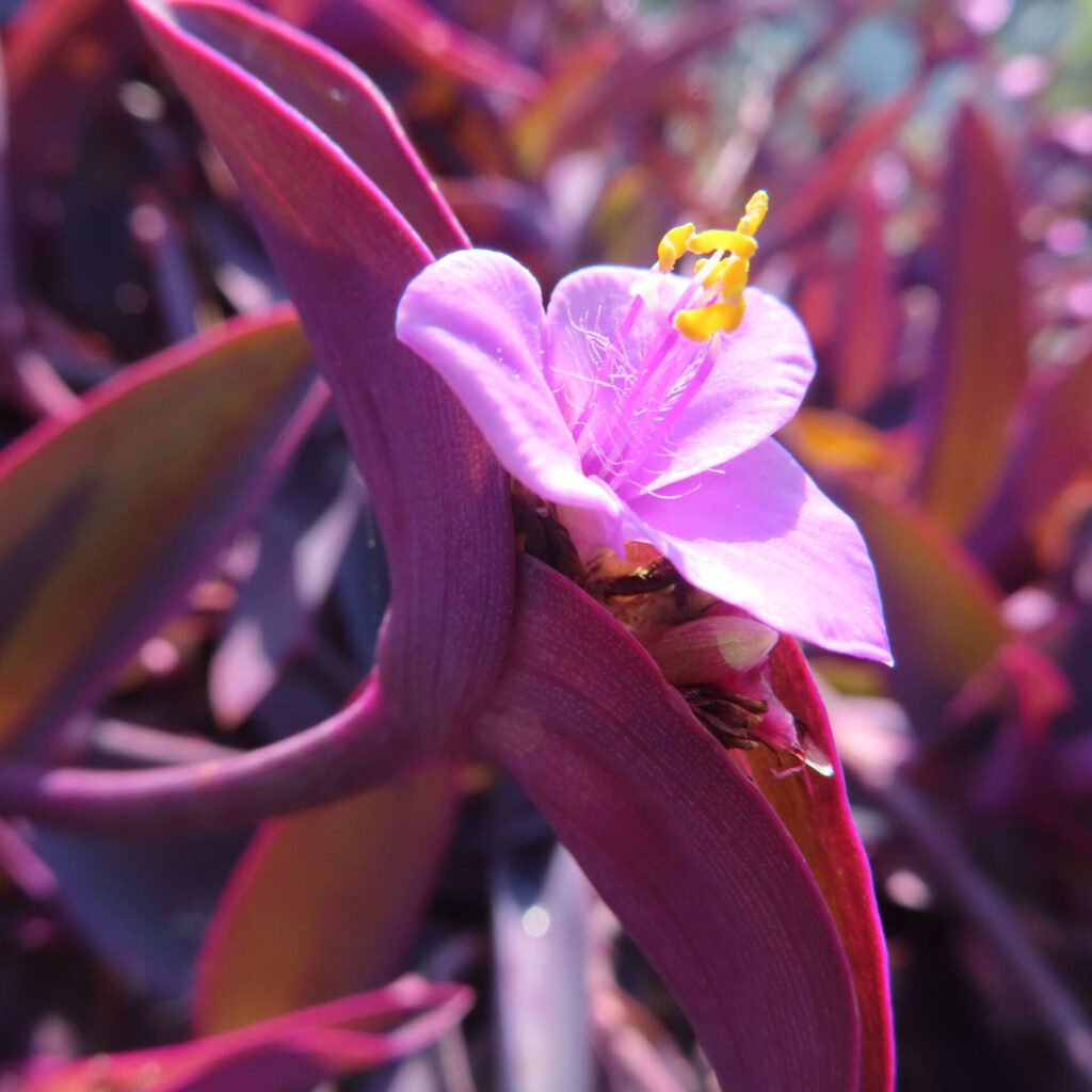 ムラサキゴテン（トラデスカンチア・パリダ）の花をクローズアップで撮影した写真。紫色の葉の間から咲く淡紫色の花と、中央に立ち上がる雄しべの黄色い葯を立体的に捉えた構図