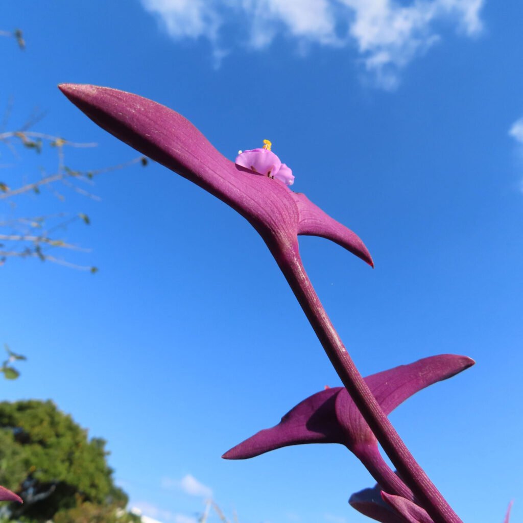 青空を背景にムラサキゴテン（トラデスカンチア・パリダ）の紫色の茎と葉が伸び、その先に淡紫色の小さな花と黄色い雄しべが咲く様子を見上げる構図で撮影した写真