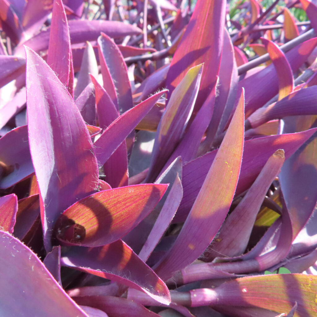 ムラサキゴテン（トラデスカンチア・パリダ）の紫色の葉が密に重なり合って群生する様子をクローズアップで撮影した写真。光を受けて赤紫から淡紫へと変化する葉色と、葉の質感が際立つ構図