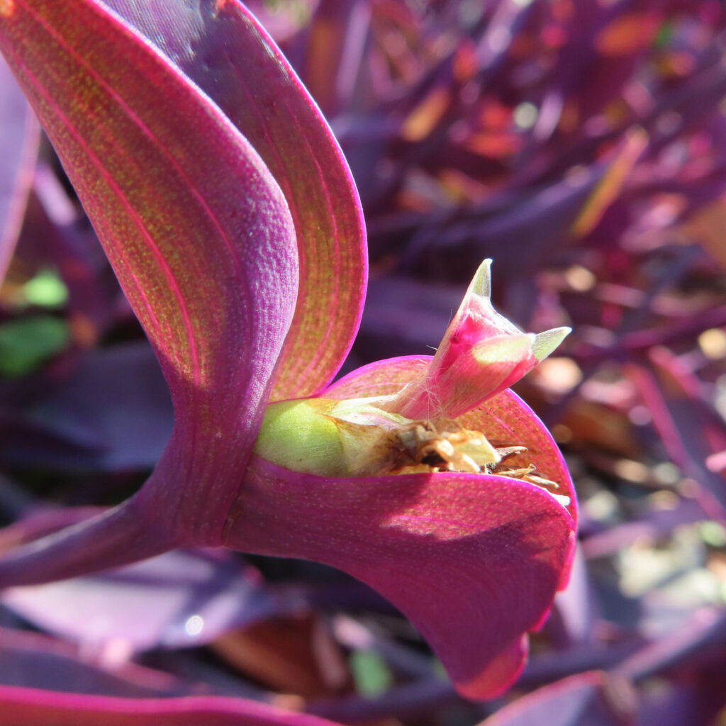 ムラサキゴテン（トラデスカンチア・パリダ）の紫色の葉に包まれるように形成された花芽をマクロ撮影した写真。艶のある紫葉と淡紅色の蕾、葉腋部分の質感を背景ぼかしで強調した構図