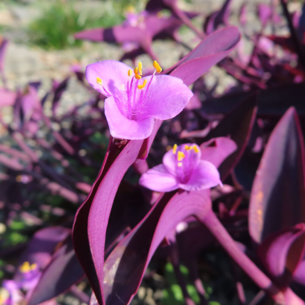 ムラサキゴテン（トラデスカンチア・パリダ）の花をクローズアップで撮影した写真。紫色の細長い葉の上に2輪の淡紫色の花が咲き、中央の黄色い雄しべがはっきりと見える構図