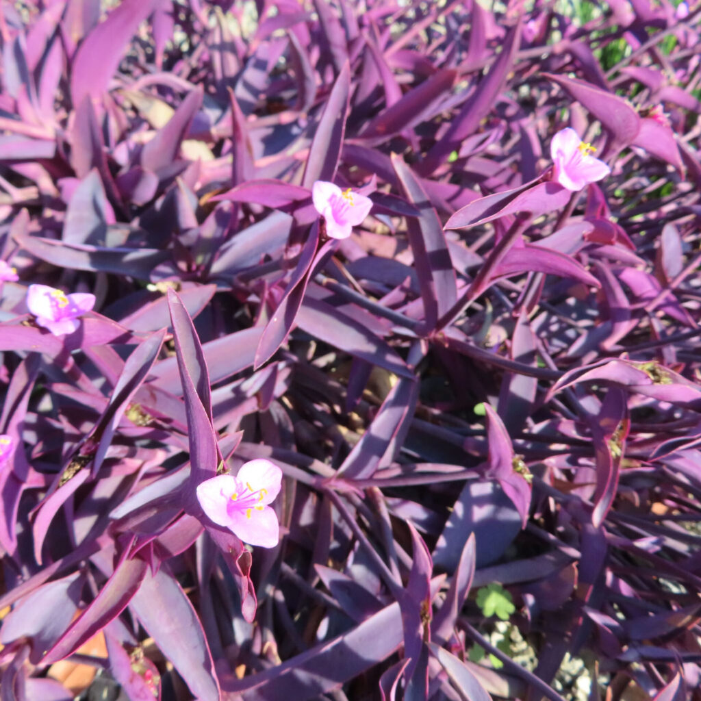 ムラサキゴテン（トラデスカンチア・パリダ）が群生する様子を俯瞰で撮影した写真。紫色の細長い葉が一面に広がり、その間に淡紫色の小さな花と黄色い雄しべが点在する自然な構図