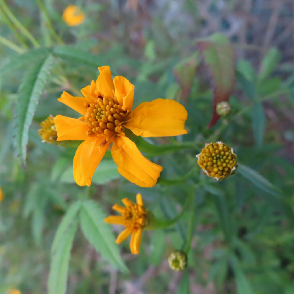 レモンマリーゴールドの黄色い花を上から捉えたクローズアップ写真。中心の花がはっきりと写り、周囲に丸い蕾と細長い葉が自然に広がる野草風の構図。