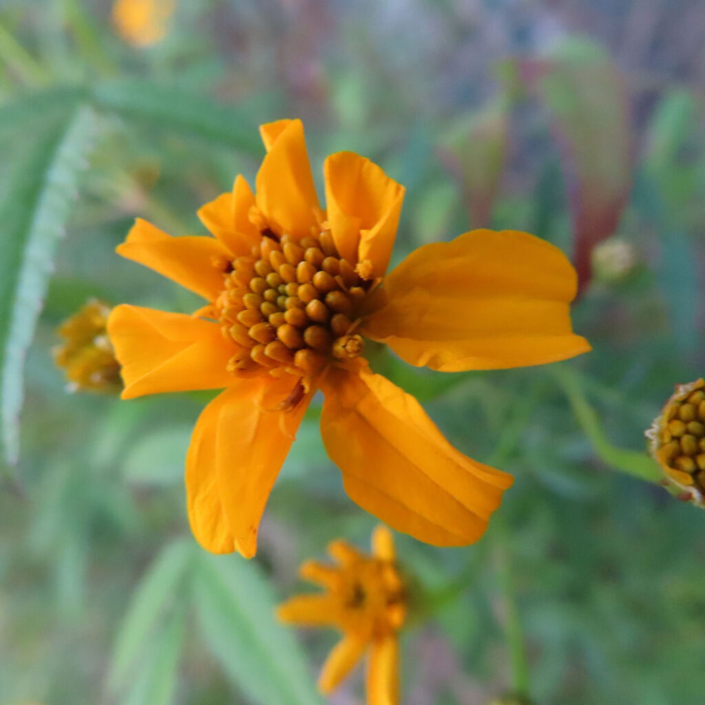 レモンマリーゴールドの花を上から捉えたクローズアップ写真。鮮やかな黄色の花弁と粒状の中心部がはっきり写り、背景に蕾と細長い葉が自然にぼけて広がる構図。