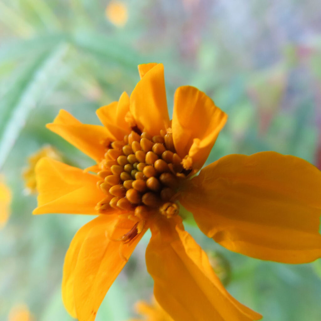 レモンマリーゴールドの花を真正面から捉えたクローズアップ写真。鮮やかな黄色の花弁が放射状に広がり、粒状の中心部と背景にぼけた蕾や細長い葉が写り込む自然な構図。