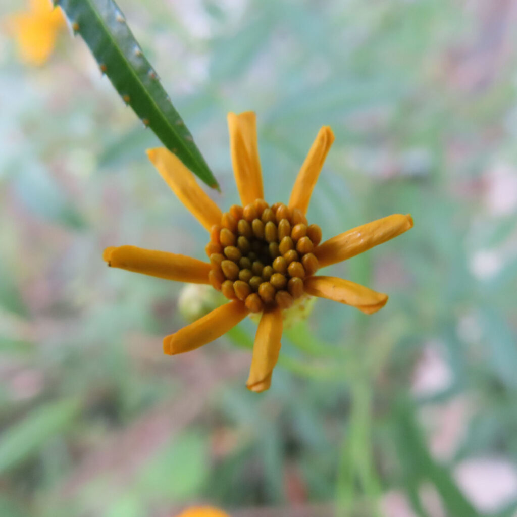 レモンマリーゴールドの花を上から捉えたクローズアップ写真。細長い黄色の花弁が放射状に広がり、中央の粒状の花床と背景にぼけた茎や葉が写る自然な構図。