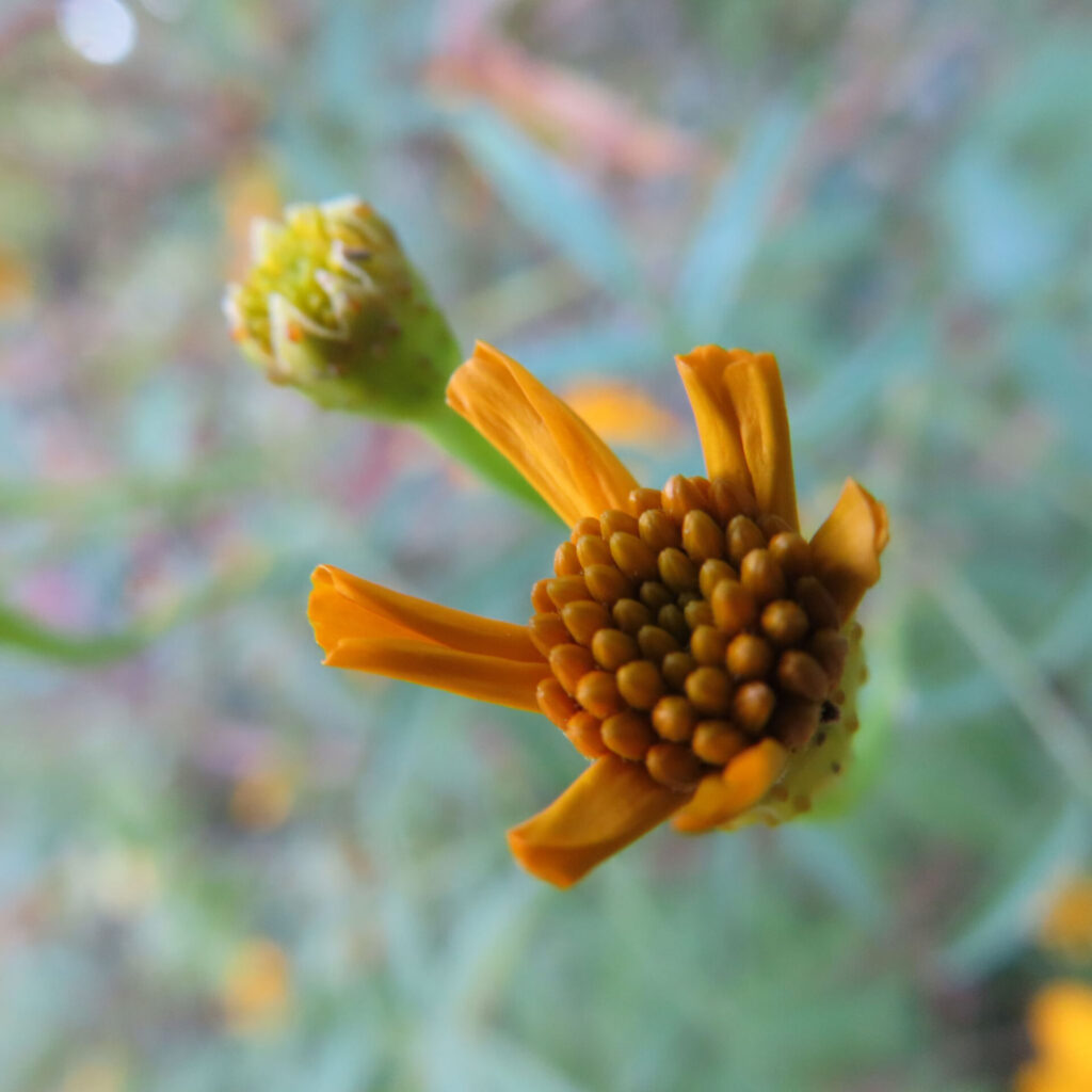 レモンマリーゴールドの花を斜め横から捉えたクローズアップ写真。黄色い細長い花弁と粒状の中心部が際立ち、背後に蕾と茎がやわらかくぼけて写る自然な構図。